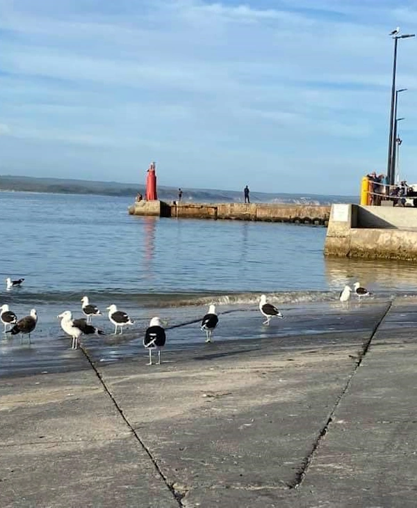 Stilbaai Harbour